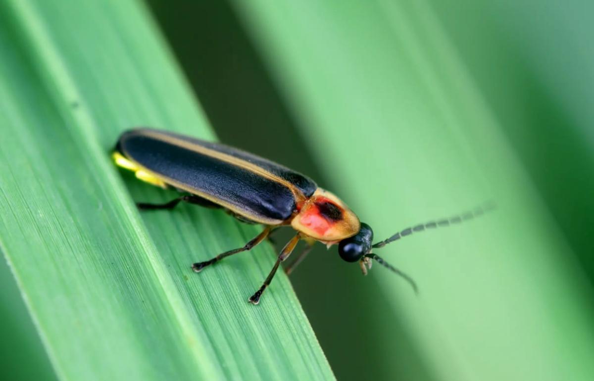Synchronized fireflies, a spectacle in North Carolina